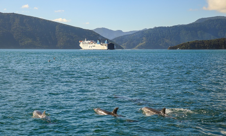 950x575Interislander Kaiarahi Three dolphins in the foreground RP71