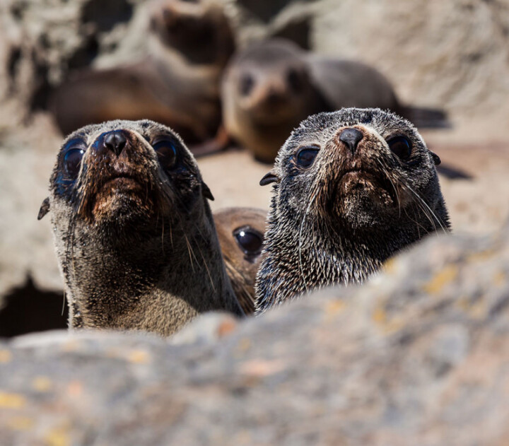 Seal Colony Kaikoura Feature ScaleWidthWzc5NV0