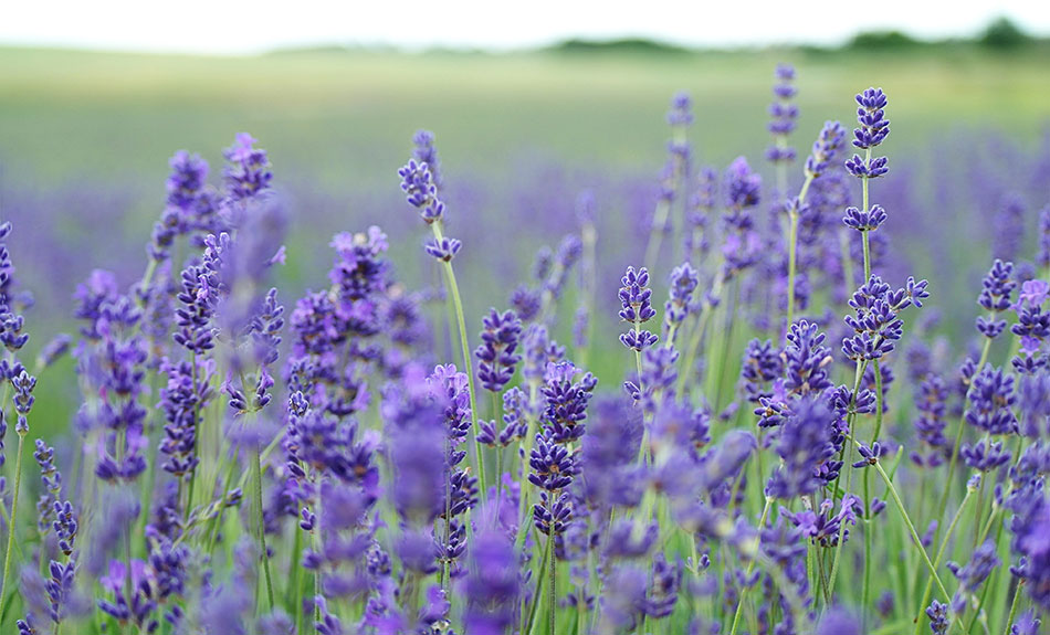 Lavender field 950x575