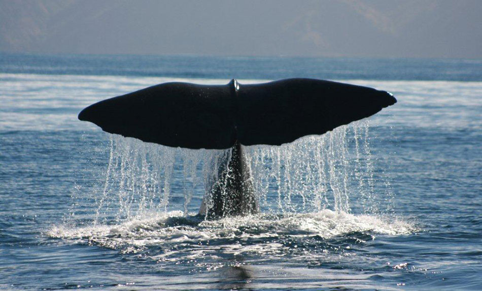 Whale flukes Kaikoura 950x575