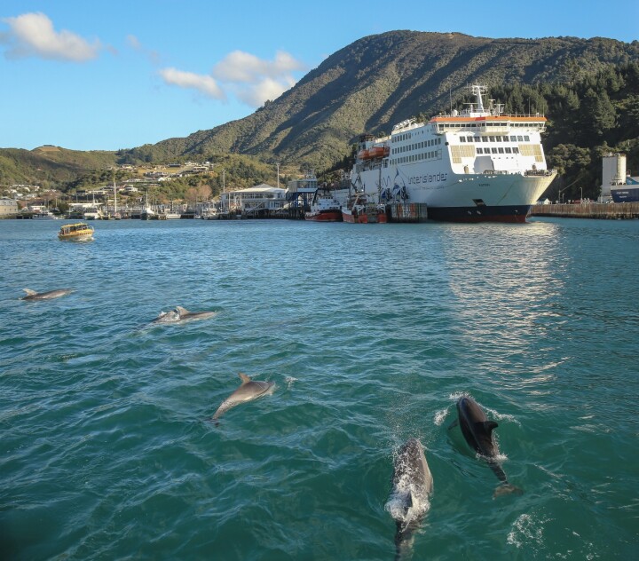 Interislander Picton Kaitaki docked with dolphins RP19 49